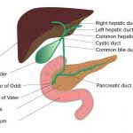 Pictures Of Ampulla
