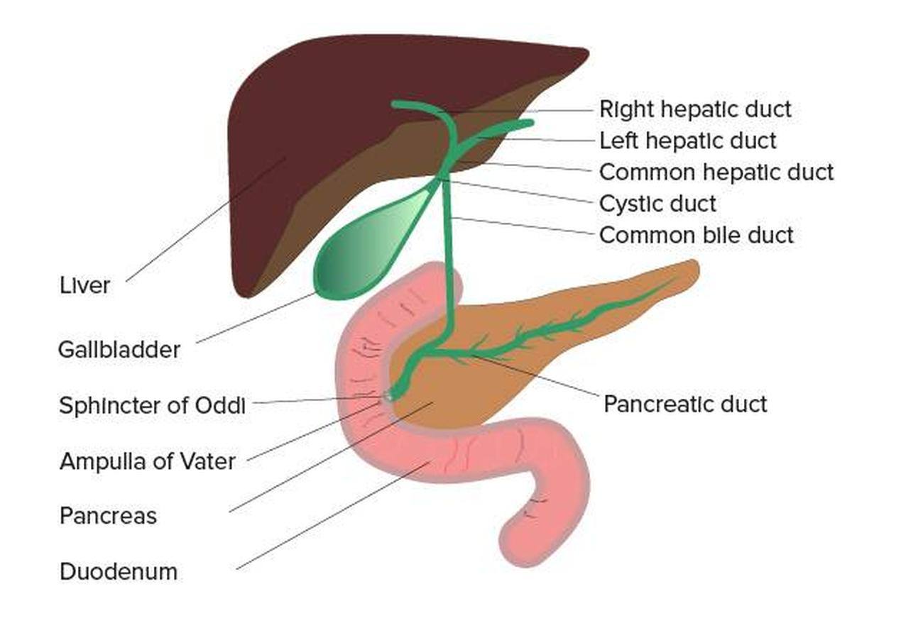 Ampulla hepatopancreatica анатомия