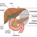 Pictures Of Ampulla
