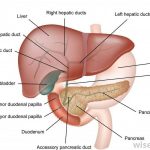 Pictures Of Ampulla