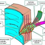 Pictures Of Ampulla
