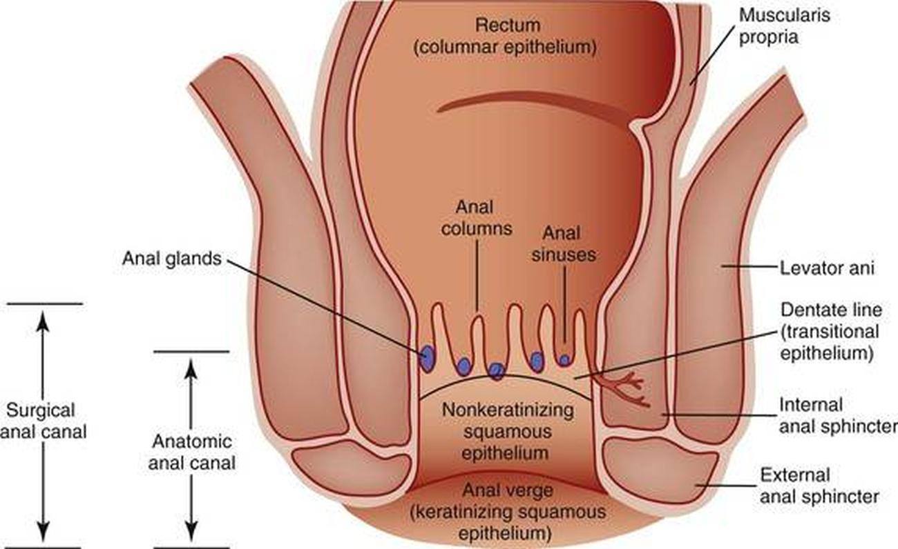 C Anal 35