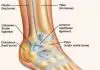Pictures Of Ankle