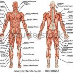Pictures Of Anterior, Anatomical