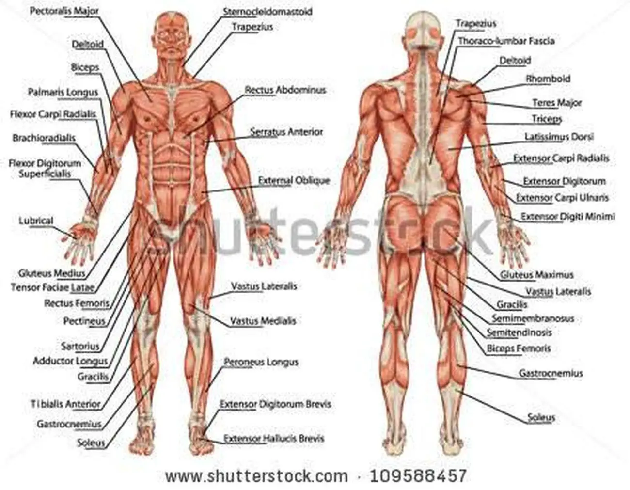 Pictures Of Anterior, Anatomical