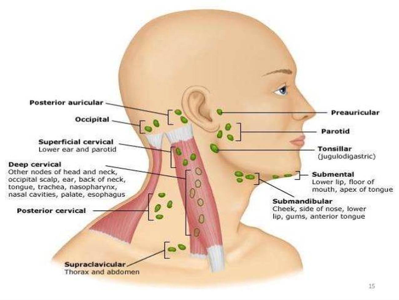 sore lymph node back of neck