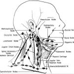 Pictures Of Anterior Cervical Lymph Nodes | Healthiack