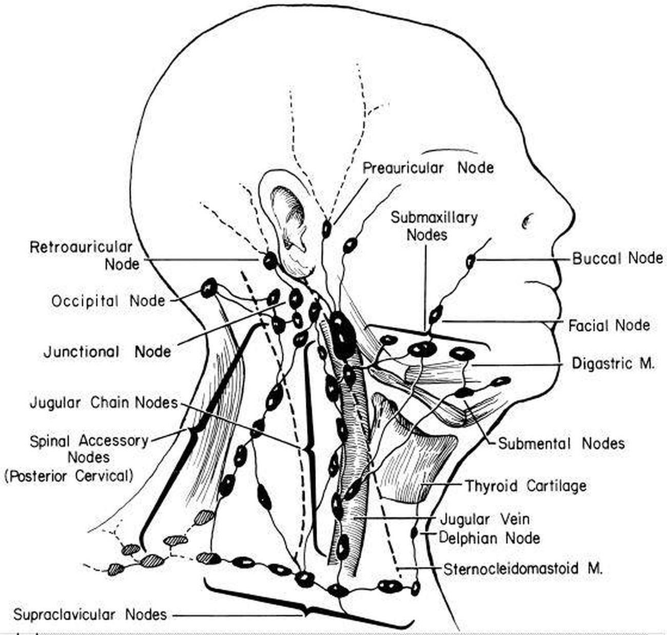 Ct Anatomy Of Neck Lymph Nodes At David Headrick Blog Ct Anatomy Of Neck Lymph Nodes At David Headrick Blog