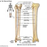 Pictures Of Anterior Crest Of The Tibia