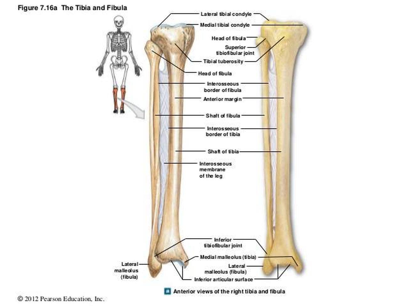 tibia anterior crest