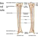 Pictures Of Anterior Crest Of The Tibia