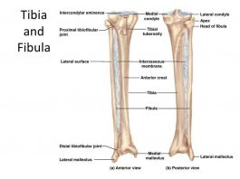 Pictures Of Anterior Crest Of The Tibia