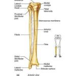 Pictures Of Anterior Crest Of The Tibia