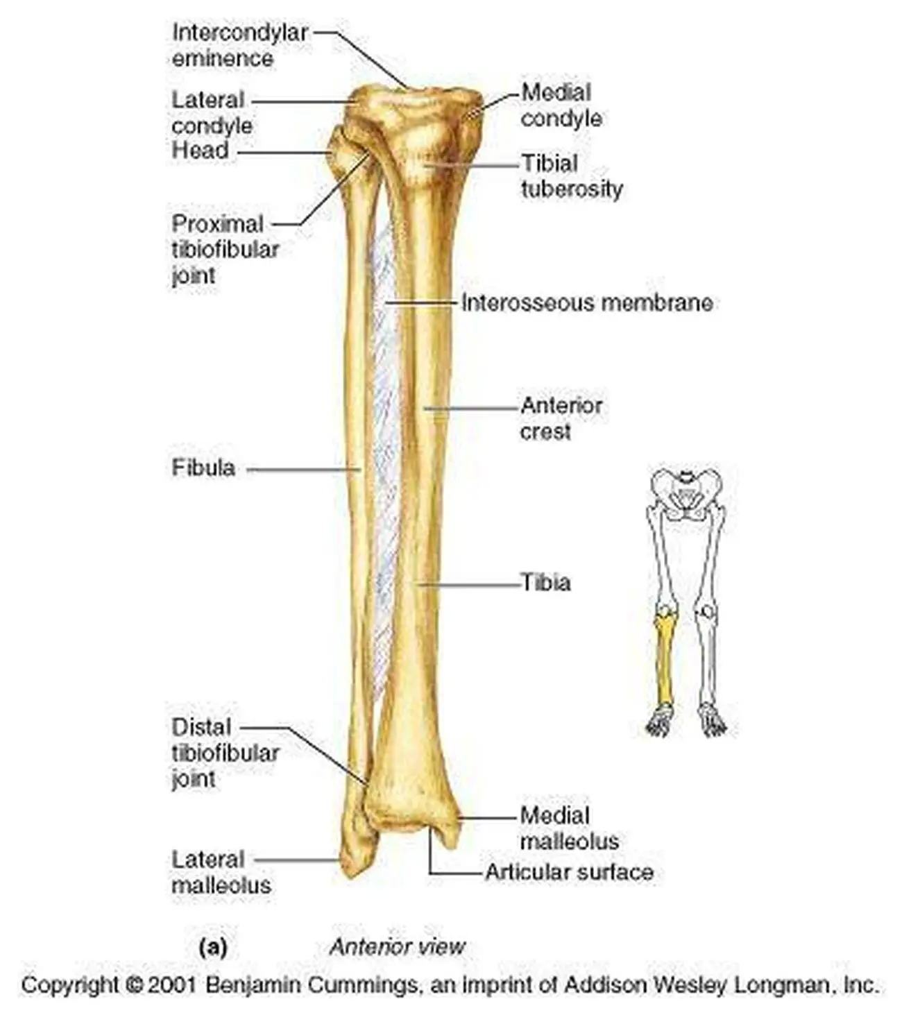 Pictures Of Anterior Crest Of The Tibia