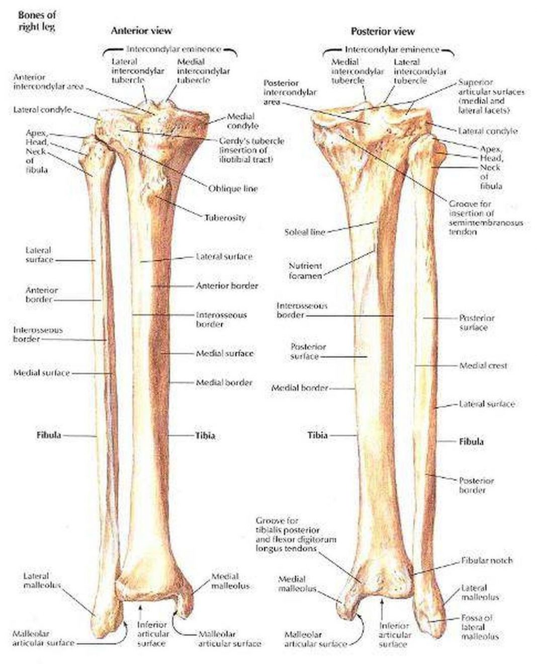 Pictures Of Anterior Crest Of The Tibia