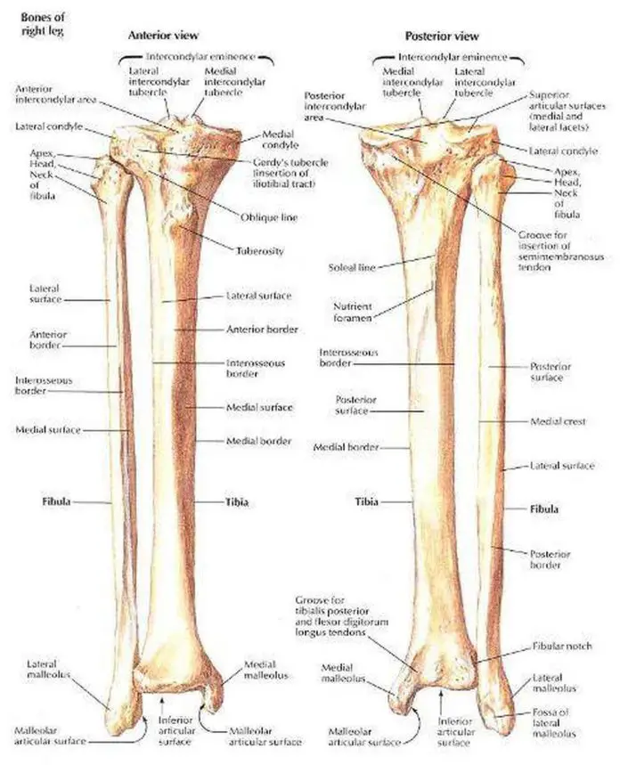 Pictures Of Anterior Crest Of The Tibia