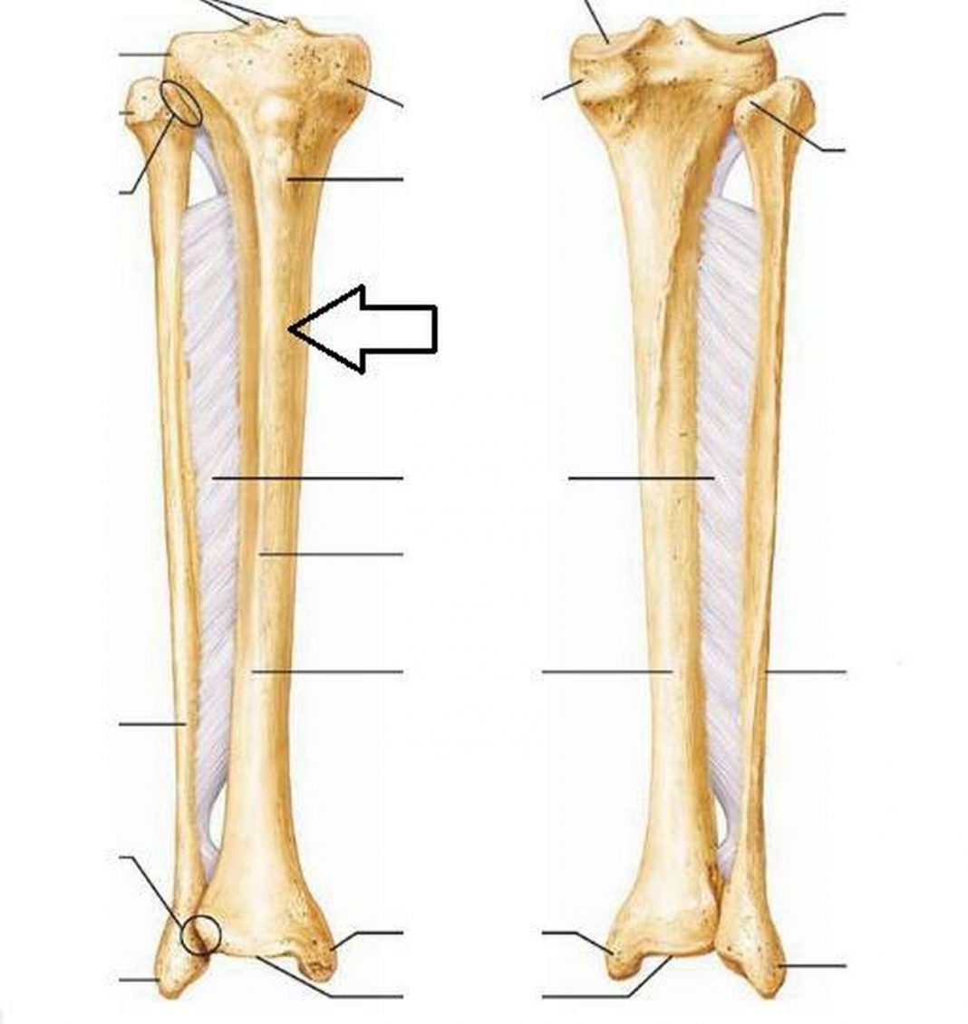 Pictures Of Anterior Crest Of The Tibia