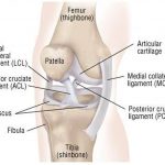 Pictures Of Anterior Cruciate Ligament