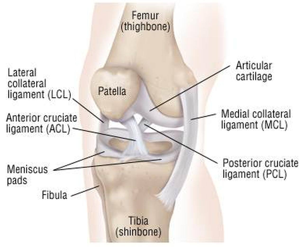 Pictures Of Anterior Cruciate Ligament 3787