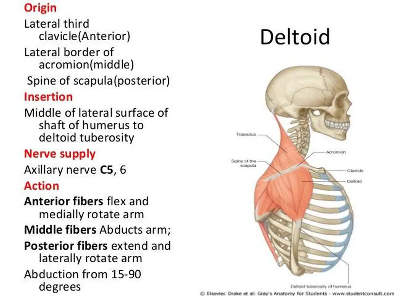 Pictures Of Anterior Fibers Of The Deltoid