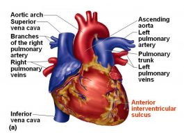 Pictures Of Anterior Interventricular Artery