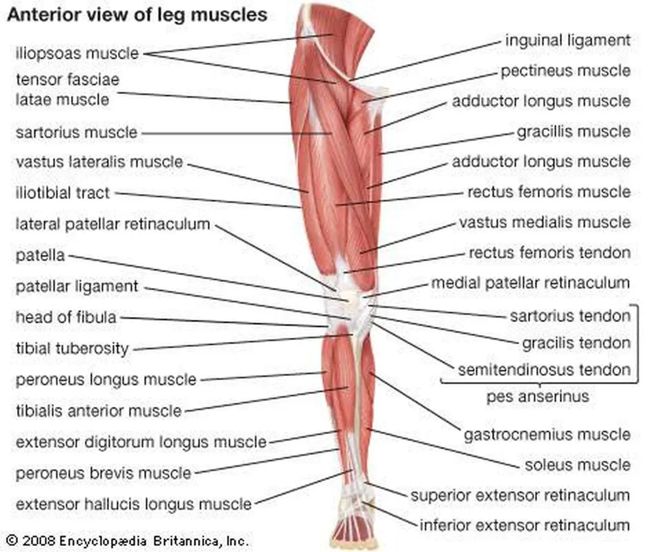 Pictures Of Anterior Leg Muscles