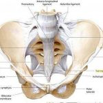 Pictures Of Anterior Sacroiliac Ligament