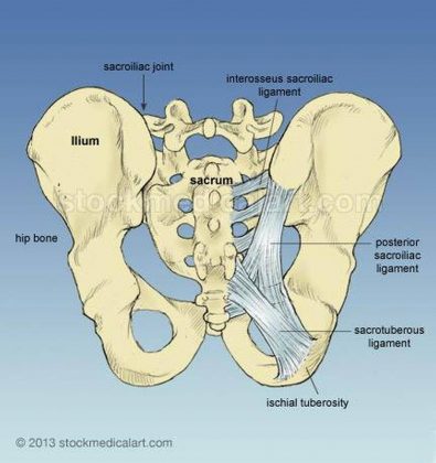 Pictures Of Anterior Sacroiliac Ligament