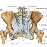 Pictures Of Anterior Sacroiliac Ligament