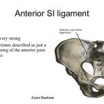Pictures Of Anterior Sacroiliac Ligament
