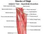 Pictures Of Anterior Thigh Muscles