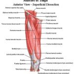 Pictures Of Anterior Thigh Muscles