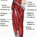 Pictures Of Anterior Thigh Muscles