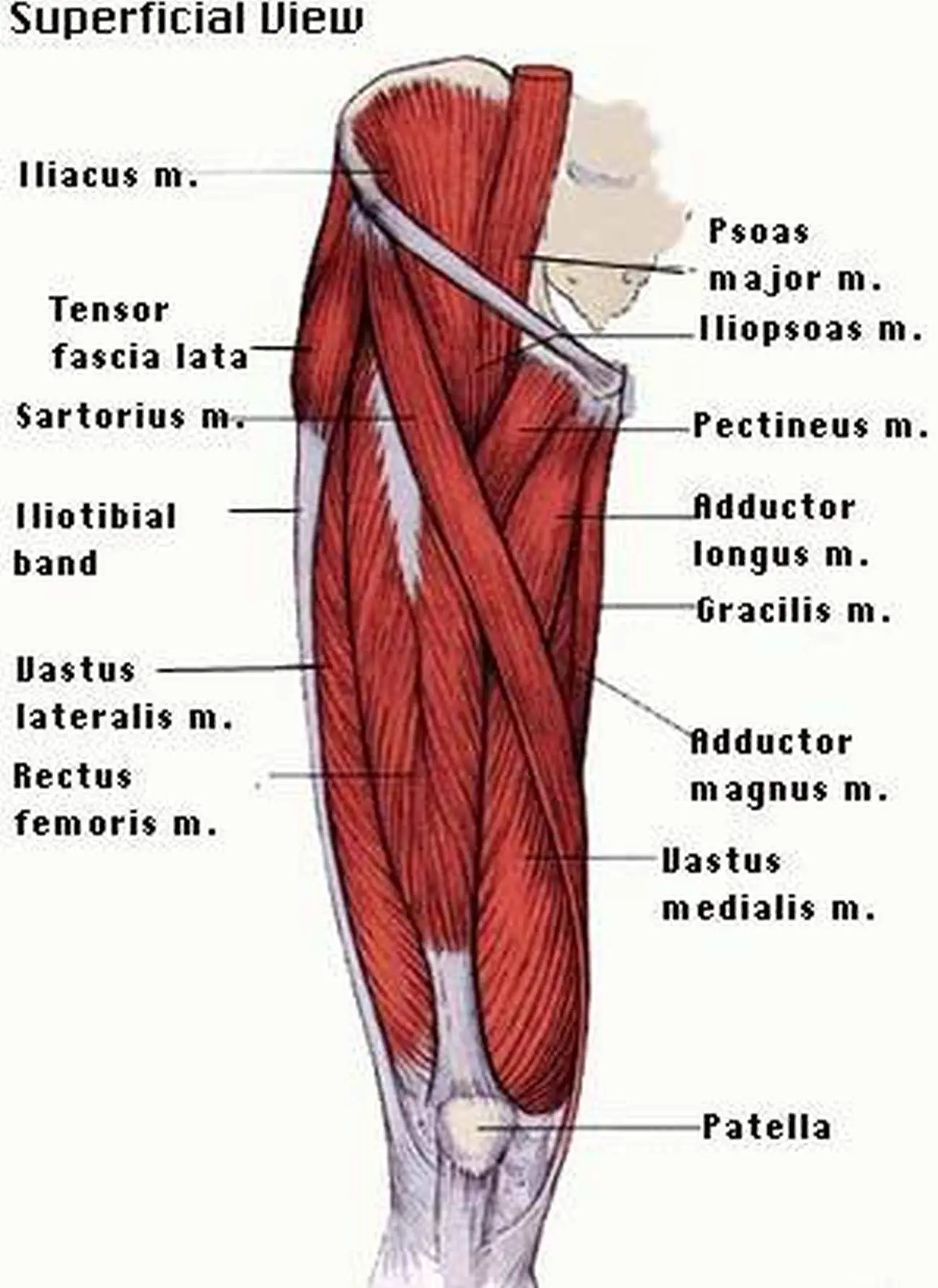 Pictures Of Anterior Thigh Muscles