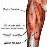 Pictures Of Anterior Thigh Muscles