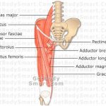 Pictures Of Anterior Thigh Muscles