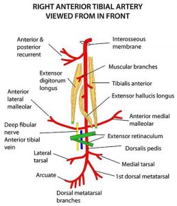 Pictures Of Anterior Tibial Artery