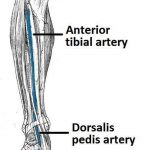 Pictures Of Anterior Tibial Artery