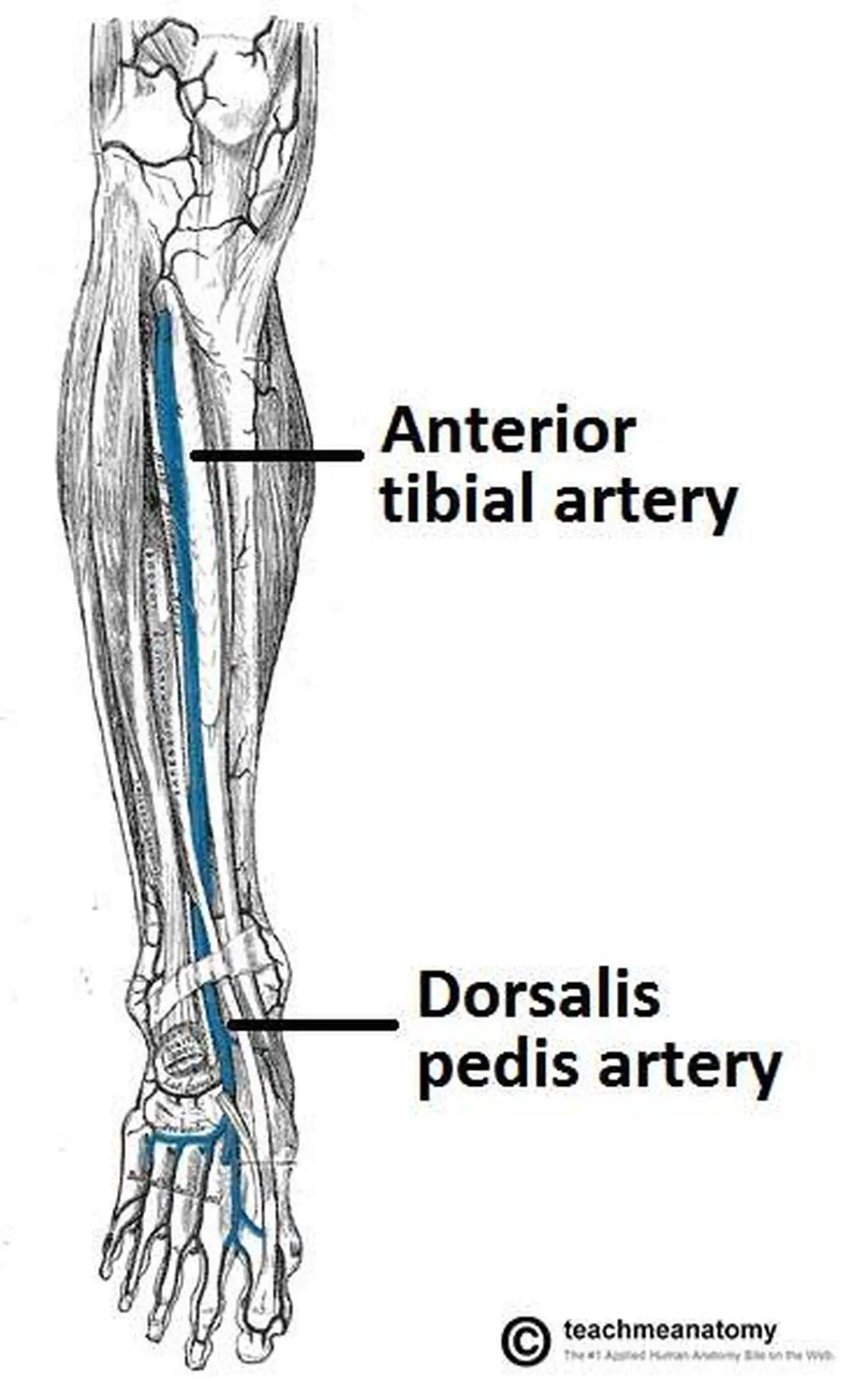 Pictures Of Anterior Tibial Artery