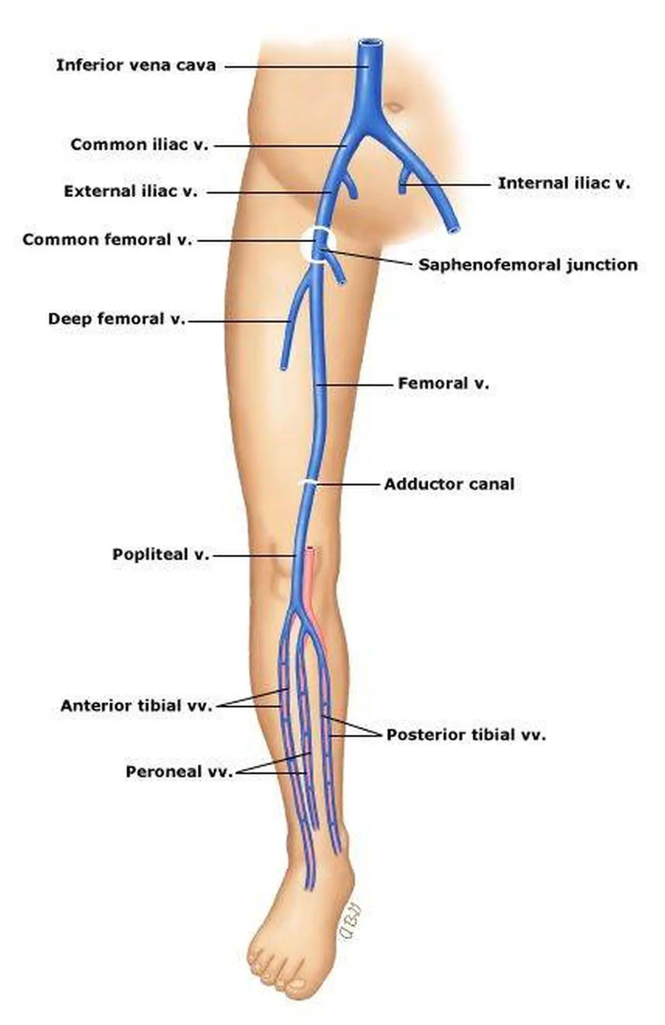 Pictures Of Anterior Tibial Vein