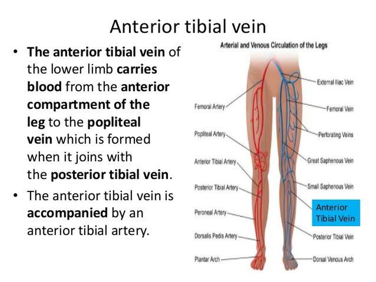 Pictures Of Anterior Tibial Vein