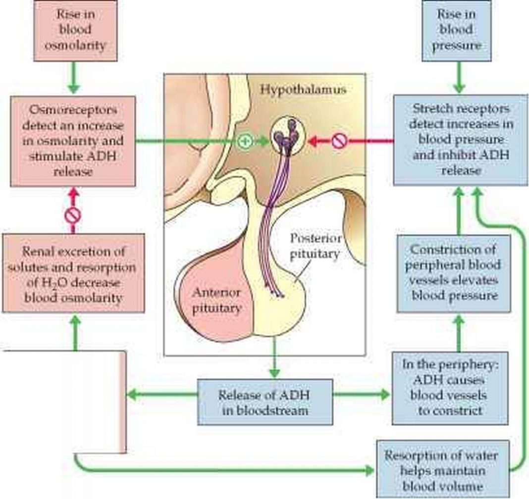 pictures-of-antidiuretic-hormone