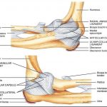 Pictures Of Anular Ligament Of The Radius
