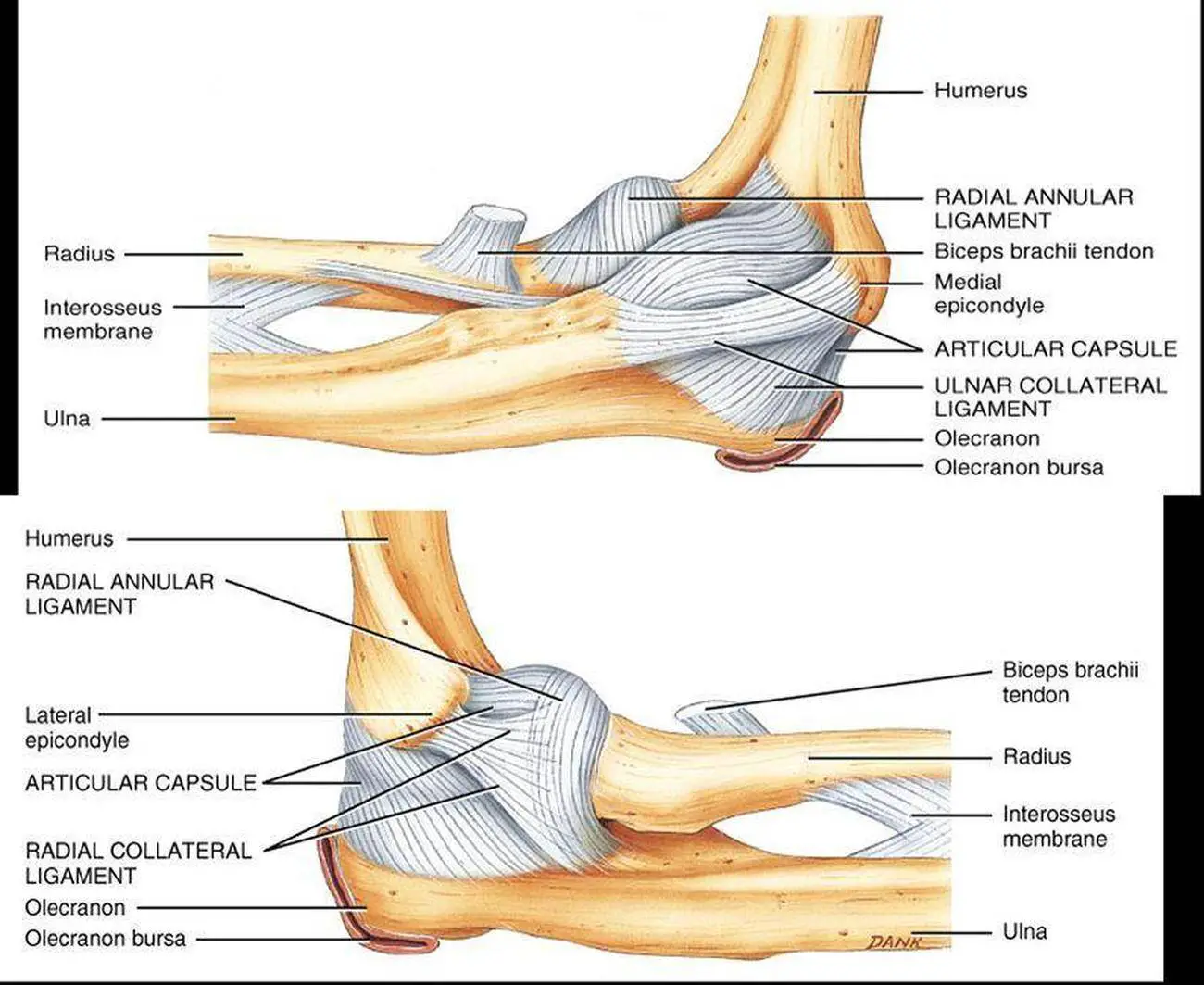 Pictures Of Anular Ligament Of The Radius