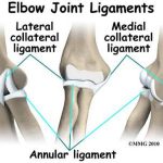 Pictures Of Anular Ligament Of The Radius