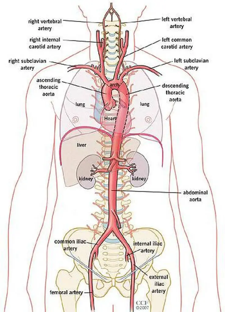 Pictures Of Aorta