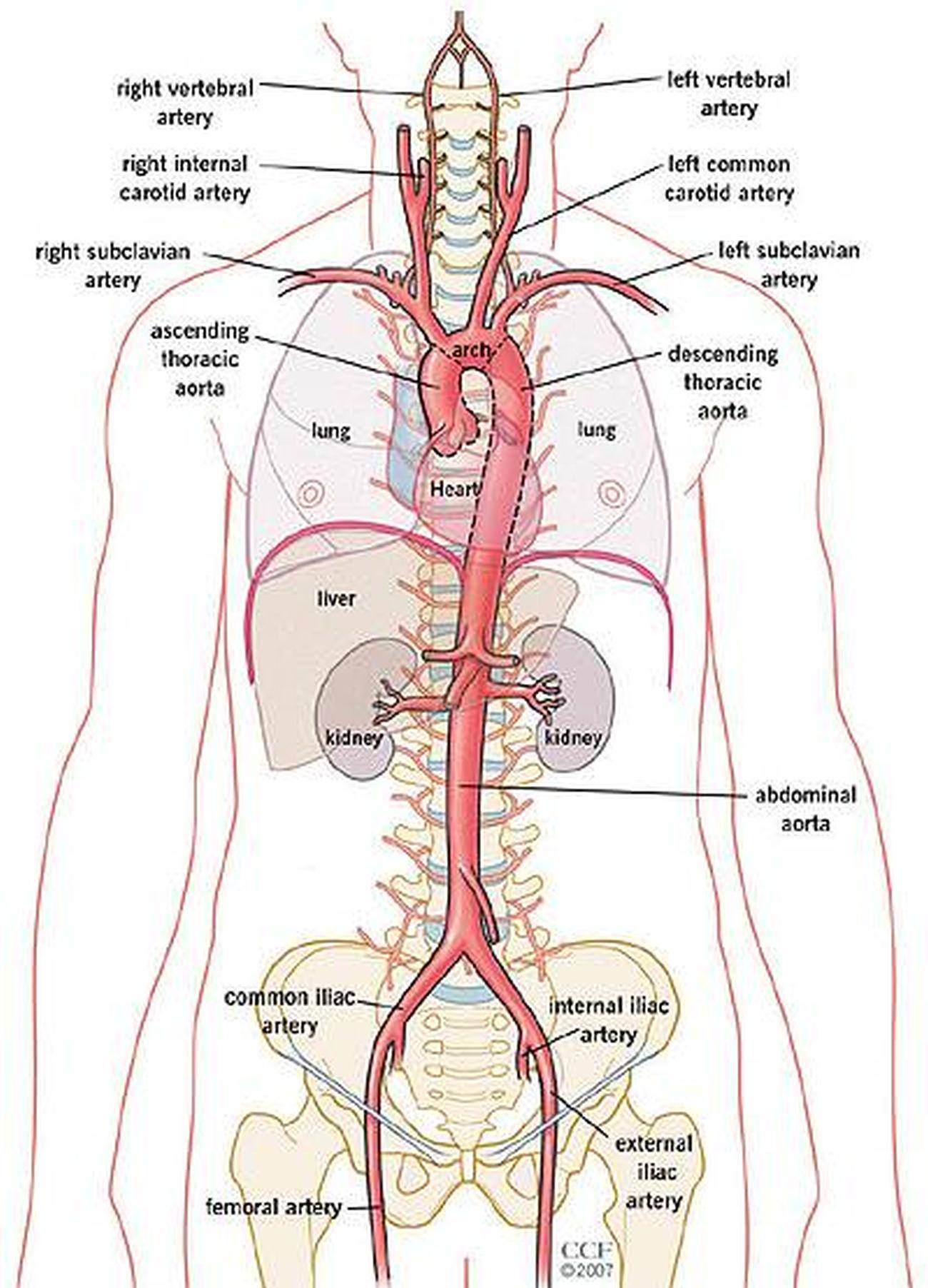 Arch Of Aorta Branches