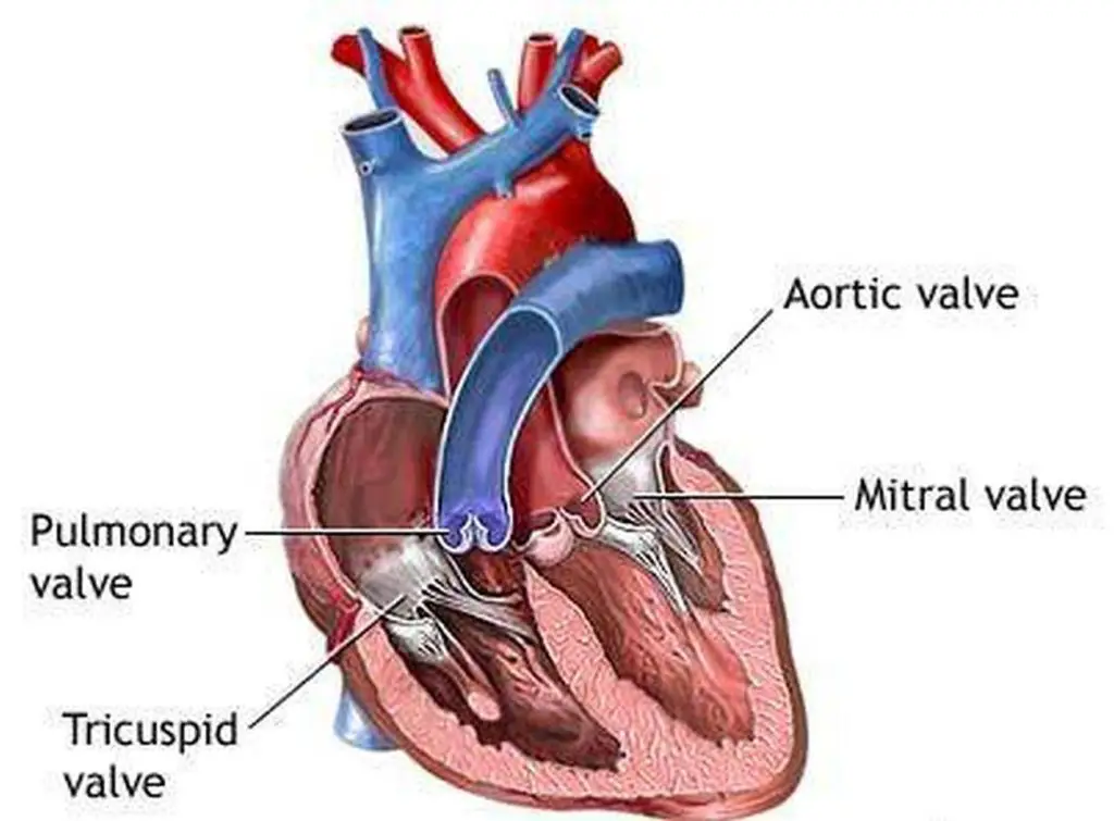 pictures-of-aortic-valve