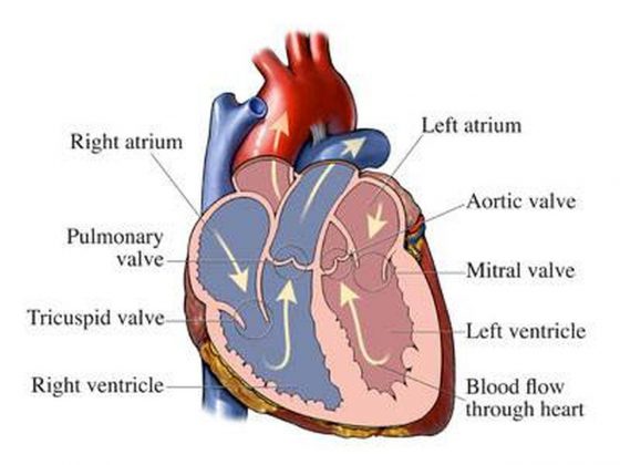 Pictures Of Aortic Valve