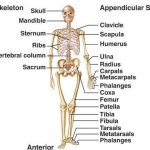 Pictures Of Appendicular Skeleton